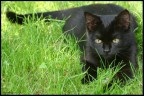 gattina dei miei gattina dei miei