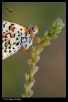 Portrait -Melitaea phoebe- Portrait -Melitaea phoebe-