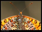 Ritratto in controluce -Melitaea phoebe- Ritratto in controluce -Melitaea phoebe-