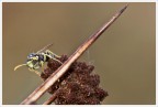 Wasp Wasp