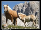 Coppia di cavalli Aveglinesi fotografati in Val Gardena