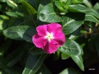 Flower Flower
