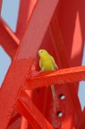 giallo rosso giallo rosso