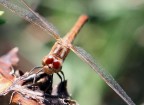 libellula libellula
