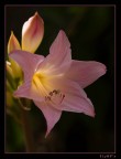 Fiore #1 Fiore #1