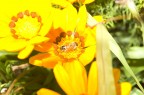 ape su fiore... ape su fiore...