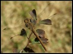 libellula libellula