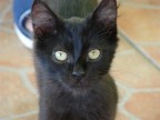 Gatto nero Gatto nero