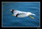 VOLO grande VOLO grande