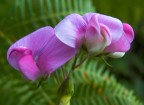 Lathyrus Lathyrus