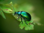 A passeggio nel Parco Nazionale del Pollino (PZ)