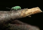 A passeggio sui piani del Pollino.

Non so quest'insetto cosa sia, ne ho incontrati tanti che non conoscevo. Il Parco del Pollino ad Agosto  un paradiso x macrofotografi.