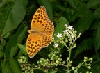 Parco Nazionale del Pollino; una delle mie prime farfalle; consigli graditissimi.