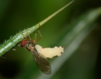 Parco del Pollino: non ho idea di cosa sia; potrebbero essere uova quello strano addome?