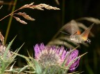 Insetto colibr (Macroglossum stellatarum) 2
