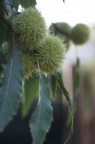 Castagne Castagne