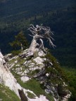 Pino Loricato (Parco Nazionale del Pollino). 
La Serra di Crispo  un luogo incantato, passeggiare tra i pini loricati mi d la sensazione di essere tornato indietro nel tempo. Questo albero poi mi ha sempre affascinato, e quando posso ritorno ad ammirarlo.