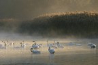 Un risveglio, al freddo del mattino con la nebbia del fiume che sale al sorgere del sole.