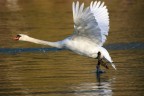 Lo stacco dall'acqua del cigno reale, sembra stia camminando sul fiume