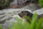 La marmotta che se ne sta nascosta, sicura di non essere vista