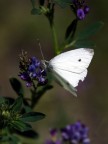 ......la leggerezza di una farfalla che si posa su un fiore