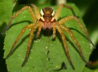 Spider Spider