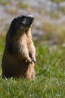 Marmotta Marmotta