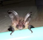 Chi ha acceso la luceeee???? Chi ha acceso la luceeee????