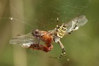 Ragno vs Libellula... Ragno vs Libellula...