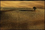 monoalbero monoalbero