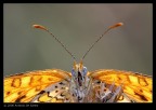 Orange Orange