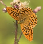 Un altra farfalla Un altra farfalla