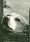 In memoria del mio cane... In memoria del mio cane...