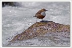 Lacqua che si vede congelata lungo il masso  stata provocata dalla sua veloce uscita dal fondo del torrente.
Ivo.