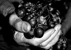 mano con uva mano con uva