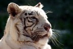 Tigre bianca Tigre bianca