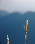 Pensieri Pensieri