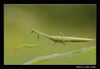 Mantide Religiosa Mantide Religiosa