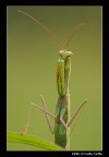 Mantide Religiosa Mantide Religiosa