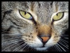 cat's eyes#2 cat's eyes#2