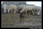 Cane pastore Cane pastore