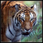 Regina della giungla Regina della giungla