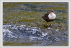 White-throated Dipper. White-throated Dipper.