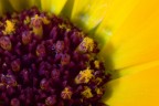 Dettaglio di un fiore 2 Dettaglio di un fiore 2