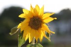 Girasole Girasole