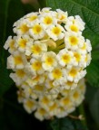 Fiori bianchi Fiori bianchi