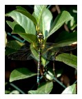 libellula libellula