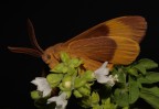 Lasiocampa quercus Lasiocampa quercus