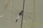 Libellula Libellula