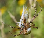 Ragno e vespa Ragno e vespa